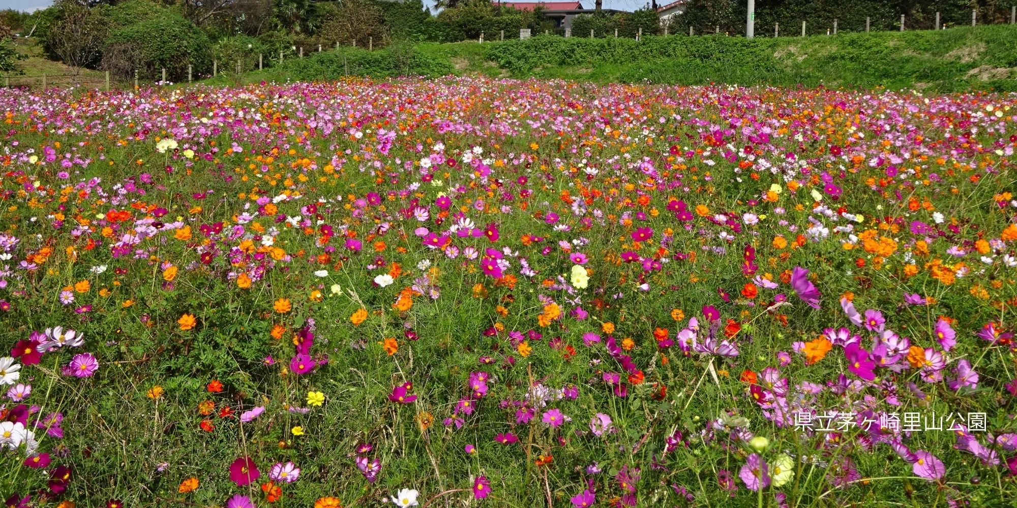 秋のおでかけ 神奈川のコスモスの名所2025